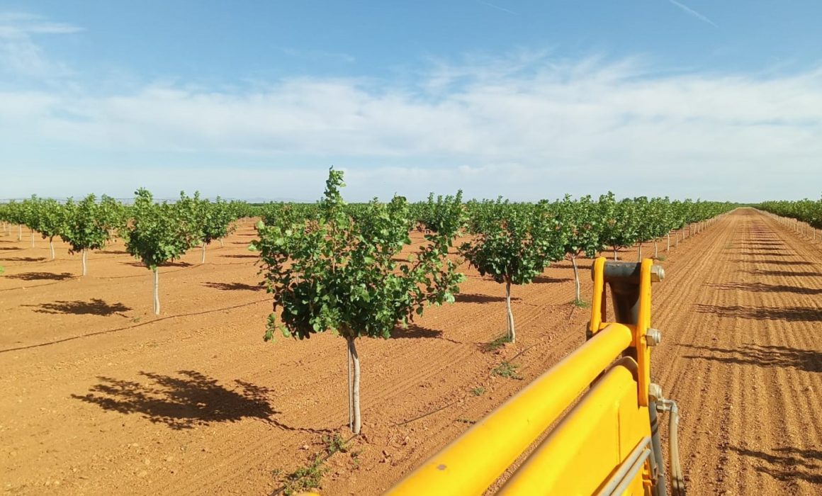 Finca Pistachos Faenza Capital